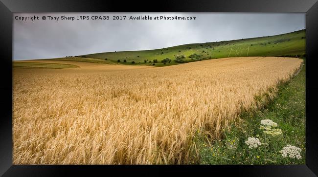 THE LONG MAN OF WILMINGTON ABOVE A FIELD OF WHEAT Framed Print by Tony Sharp LRPS CPAGB