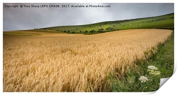 THE LONG MAN OF WILMINGTON ABOVE A FIELD OF WHEAT Print by Tony Sharp LRPS CPAGB
