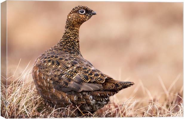 Female Grouse Canvas Print by John Russell