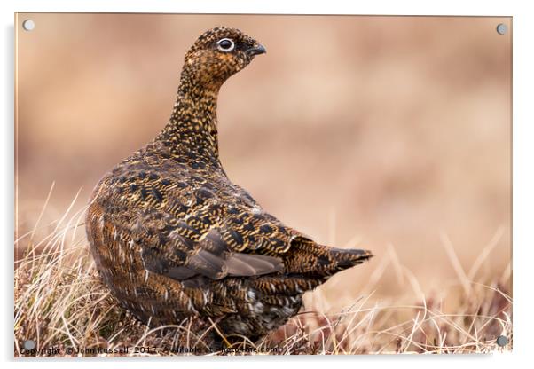 Female Grouse Acrylic by John Russell