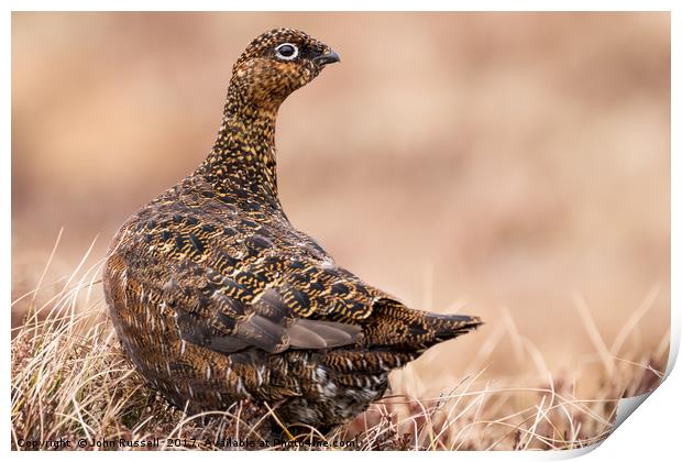 Female Grouse Print by John Russell