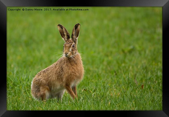 The brown hare Framed Print by Danny Moore