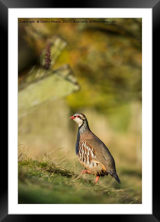 The Partridge Framed Mounted Print by Danny Moore