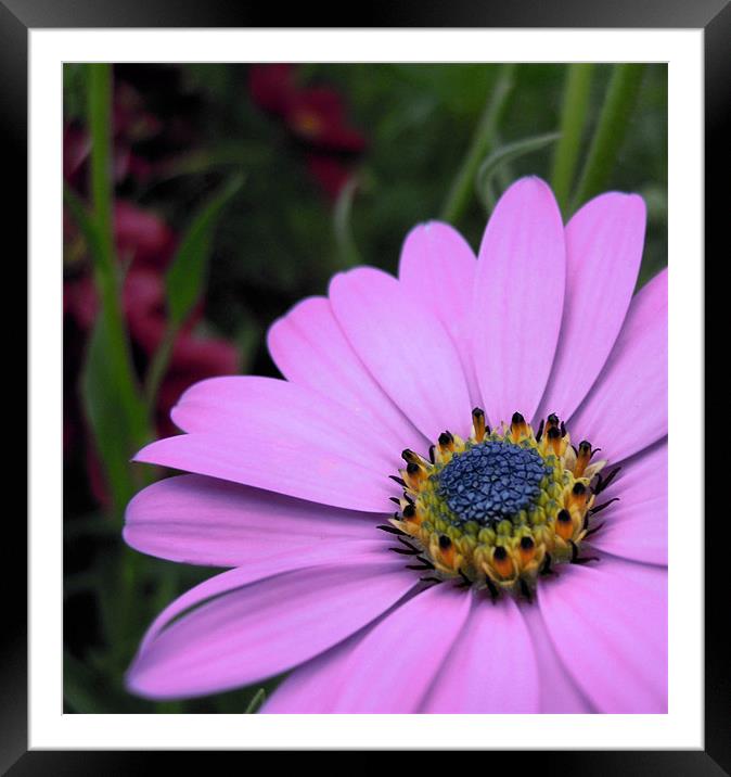 pink daisy Framed Mounted Print by Heather Newton