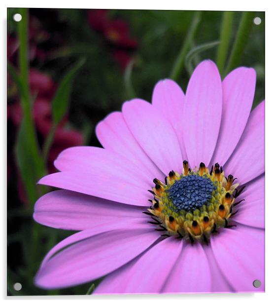 pink daisy Acrylic by Heather Newton