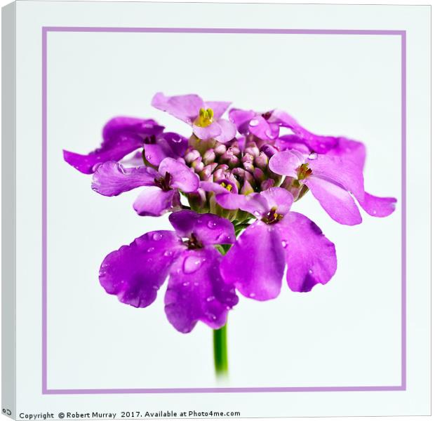 Candytuft 3 Canvas Print by Robert Murray