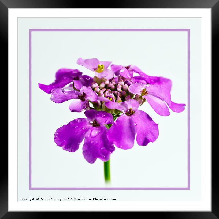 Candytuft 3 Framed Mounted Print by Robert Murray