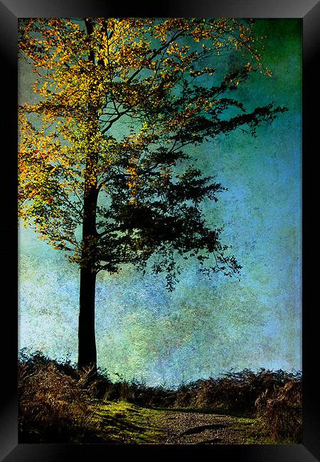 One Tree Framed Print by Ann Garrett