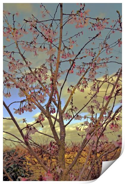 Apple Blossom Print by Carmel Fiorentini