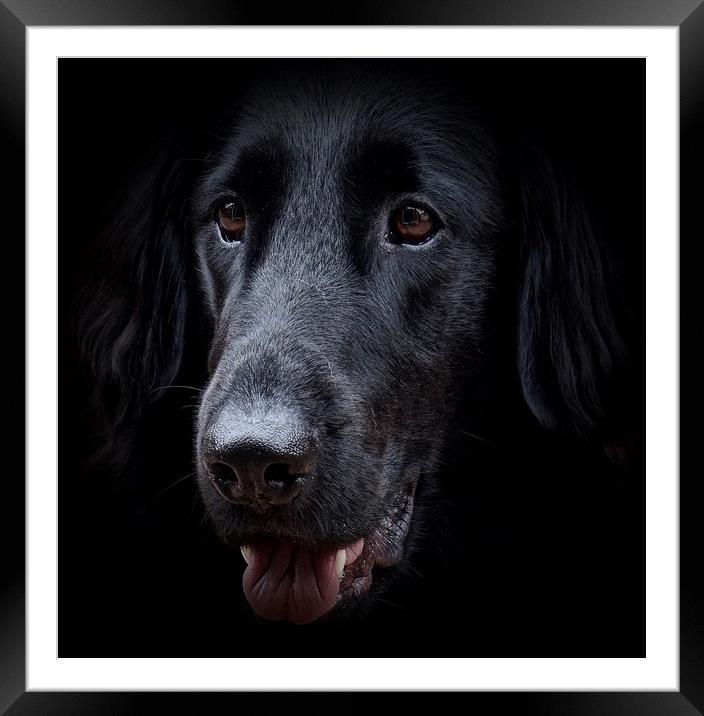 The face of a Flat-Coated Retriever                Framed Mounted Print by Sue Bottomley