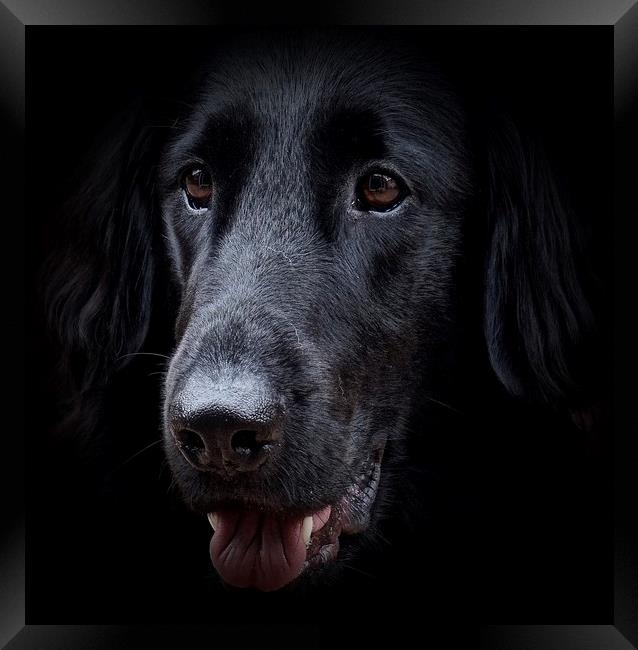 The face of a Flat-Coated Retriever                Framed Print by Sue Bottomley