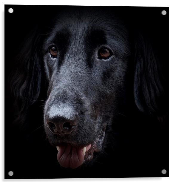 The face of a Flat-Coated Retriever                Acrylic by Sue Bottomley