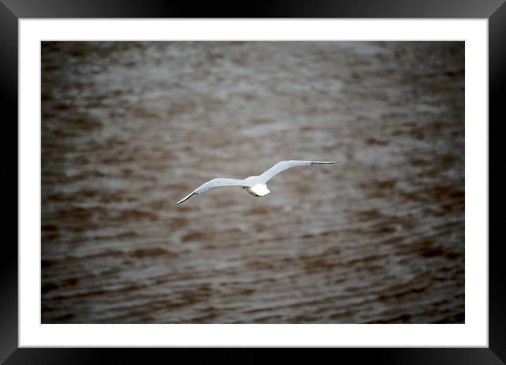 Flying free Framed Mounted Print by Simon J Beer