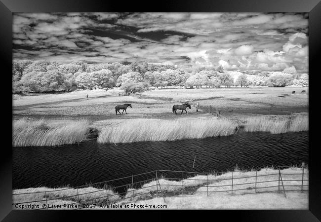 Horses at Ogmore Framed Print by Laura Parker