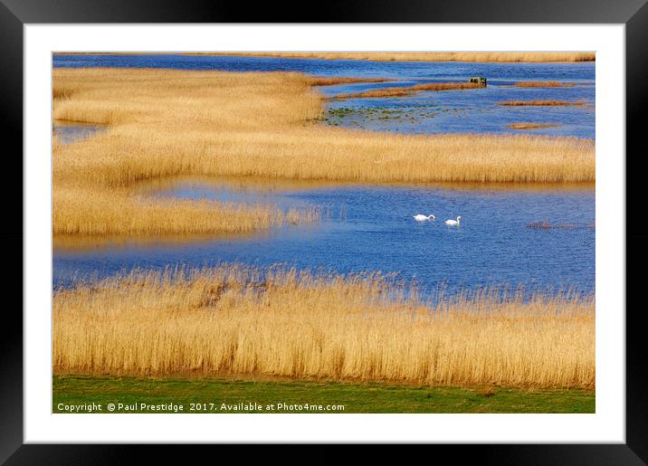 Swans on the Axe Estuary Framed Mounted Print by Paul F Prestidge