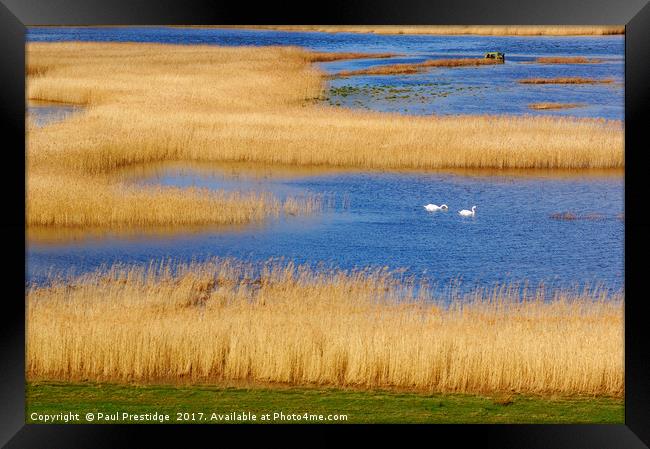 Swans on the Axe Estuary Framed Print by Paul F Prestidge
