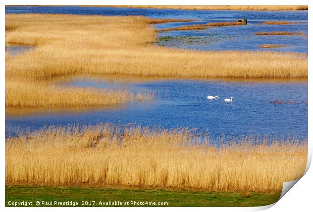 Swans on the Axe Estuary Print by Paul F Prestidge