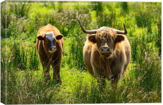 Backlit highland cattle Canvas Print by Angus McComiskey