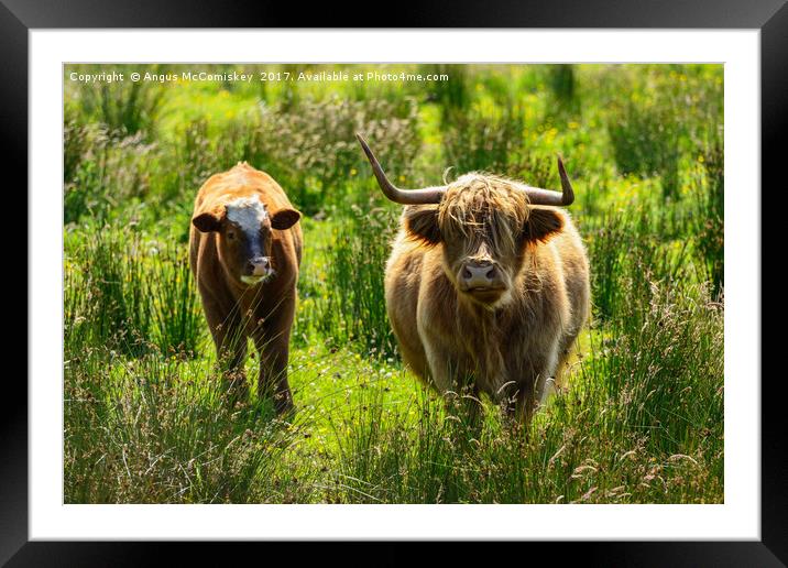Backlit highland cattle Framed Mounted Print by Angus McComiskey