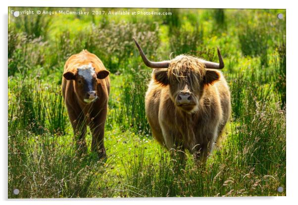 Backlit highland cattle Acrylic by Angus McComiskey