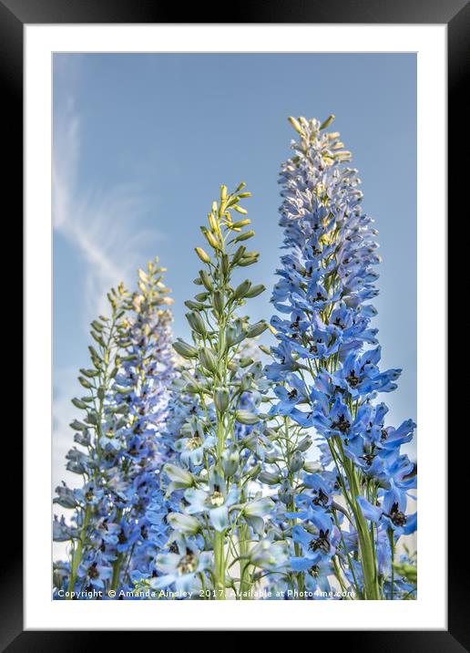 Delphinium Blue Rising Framed Mounted Print by AMANDA AINSLEY