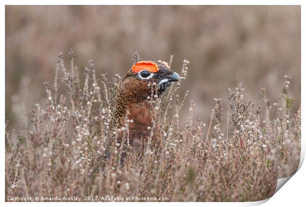 The Red Grouse Print by AMANDA AINSLEY