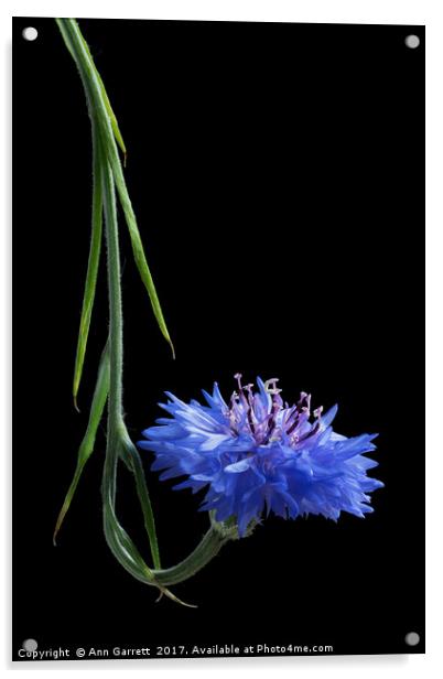 Cornflower Curl Acrylic by Ann Garrett