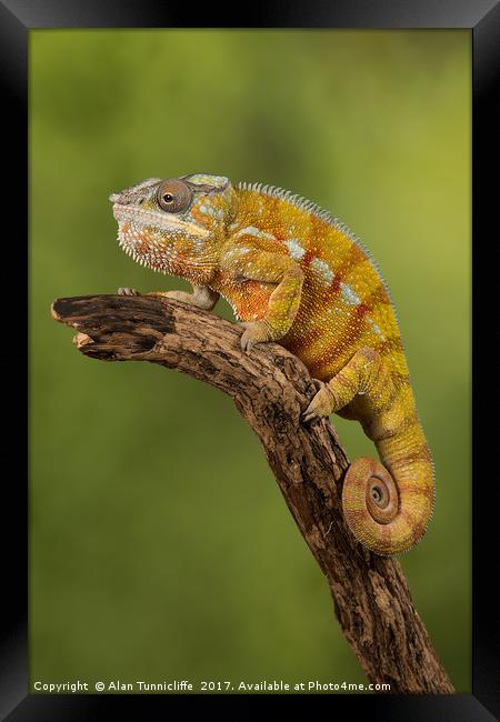 Panther chameleon Framed Print by Alan Tunnicliffe