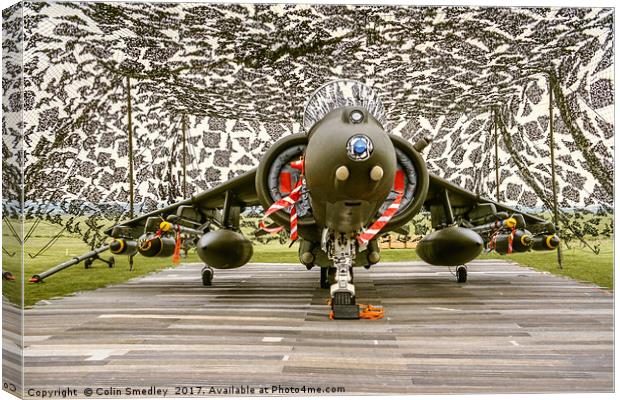 Harrier hiding Canvas Print by Colin Smedley