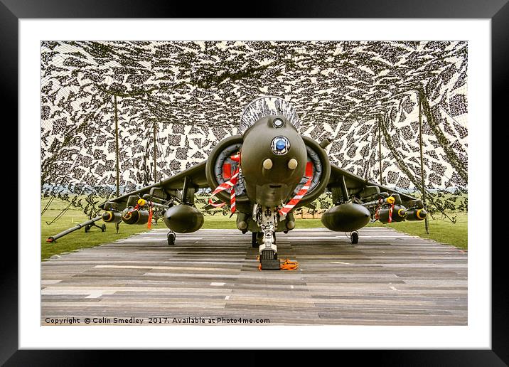 Harrier hiding Framed Mounted Print by Colin Smedley