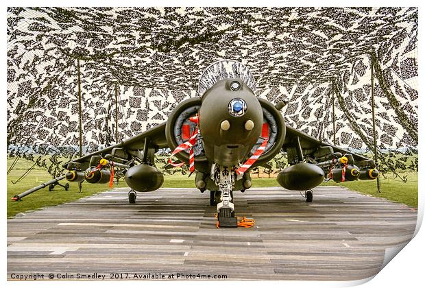 Harrier hiding Print by Colin Smedley