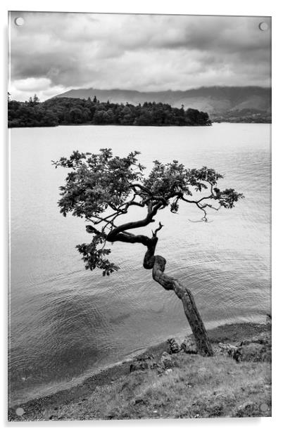 Derwent water tree Acrylic by Tony Bates