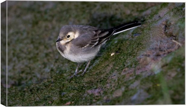  Young  Pied Wagtail Canvas Print by Colin Allen