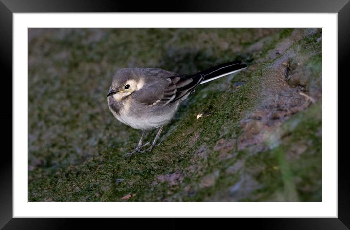  Young  Pied Wagtail Framed Mounted Print by Colin Allen