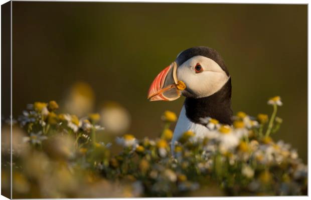 Puffin Portrait Canvas Print by Val Saxby LRPS