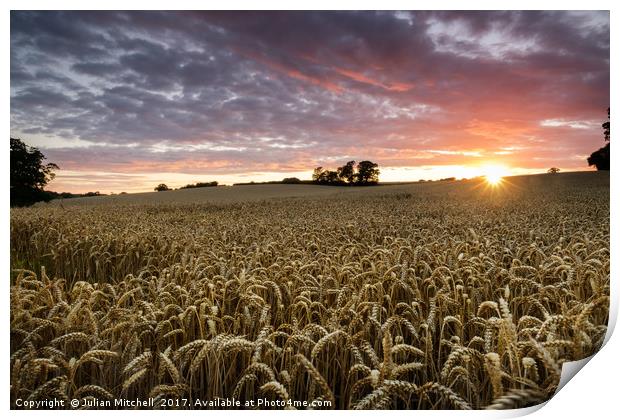 Sunset over the crop Print by Julian Mitchell