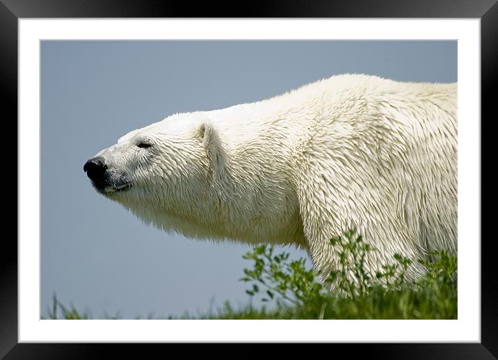 Polar Bear Framed Mounted Print by Mary Lane