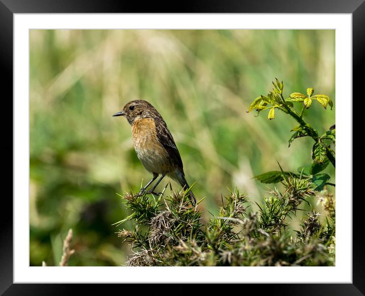 Stonechat - Female Framed Mounted Print by Colin Allen