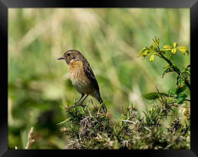 Stonechat - Female Framed Print by Colin Allen