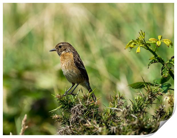 Stonechat - Female Print by Colin Allen