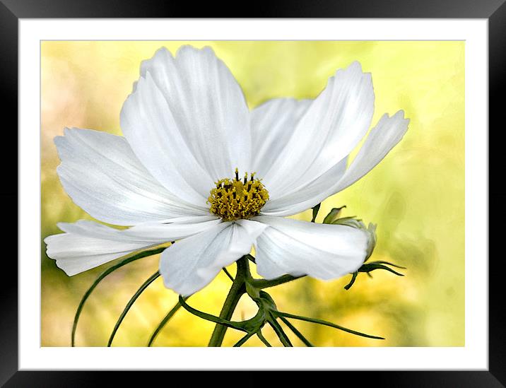 White Watercolour Cosmos Floral Framed Mounted Print by Jacqi Elmslie