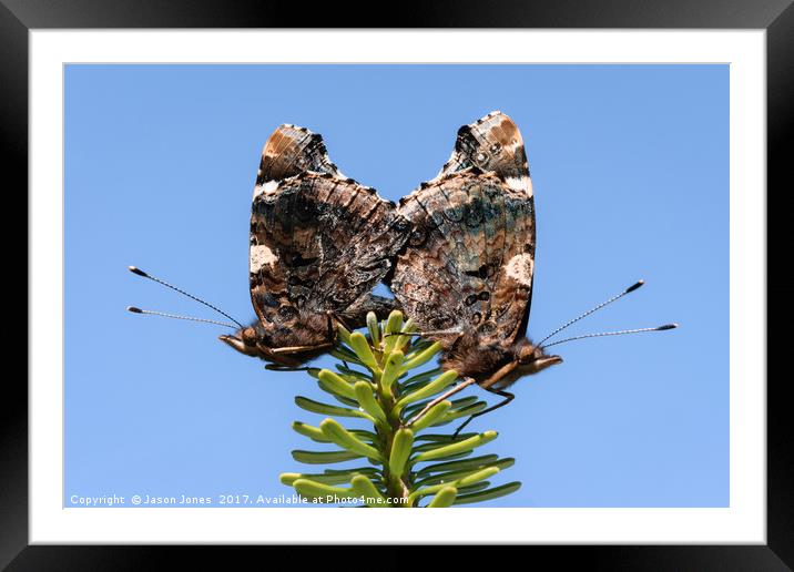 Red Admiral Butterflies Mating Framed Mounted Print by Jason Jones