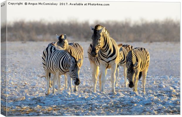 Group of zebras at waterhole at first light Canvas Print by Angus McComiskey