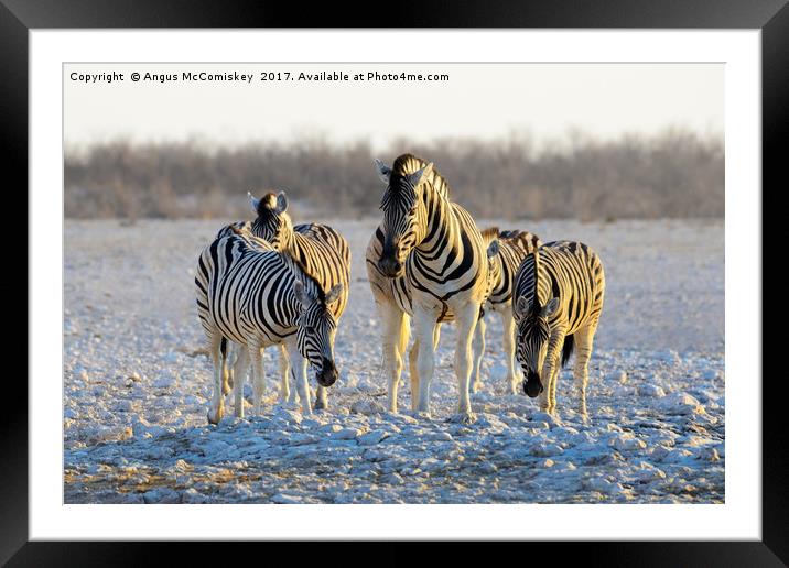 Group of zebras at waterhole at first light Framed Mounted Print by Angus McComiskey