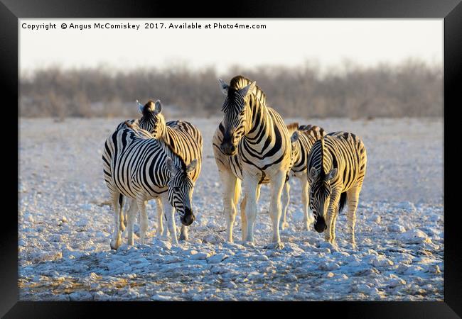Group of zebras at waterhole at first light Framed Print by Angus McComiskey