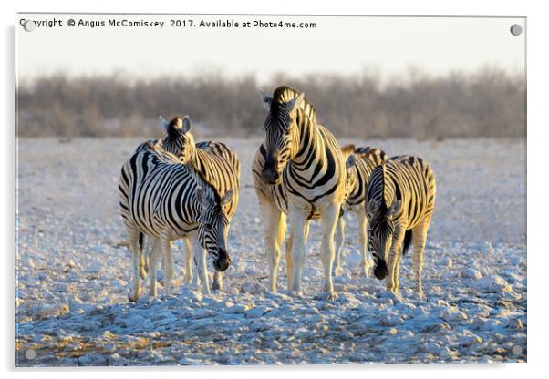 Group of zebras at waterhole at first light Acrylic by Angus McComiskey