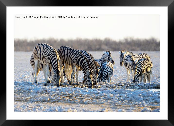 Zebras drinking at waterhole at first light Framed Mounted Print by Angus McComiskey