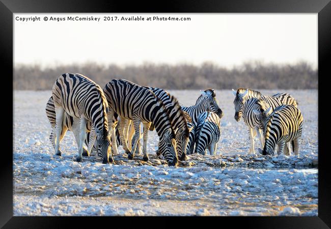 Zebras drinking at waterhole at first light Framed Print by Angus McComiskey