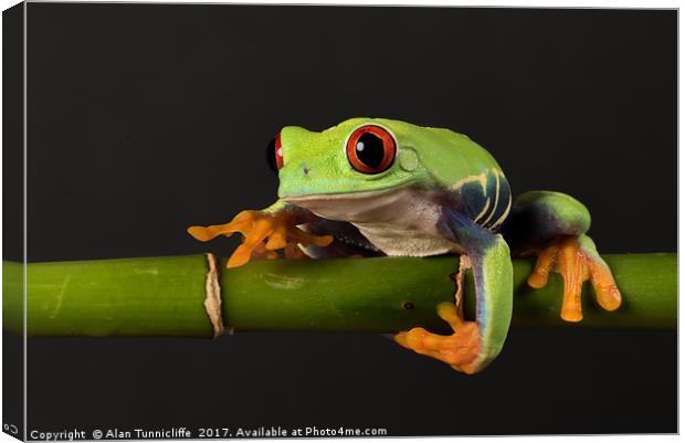 Red-eyed tree frog Canvas Print by Alan Tunnicliffe