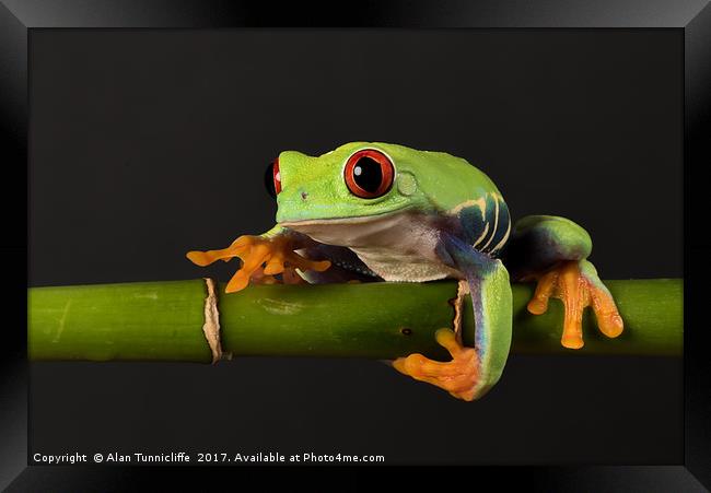Red-eyed tree frog Framed Print by Alan Tunnicliffe